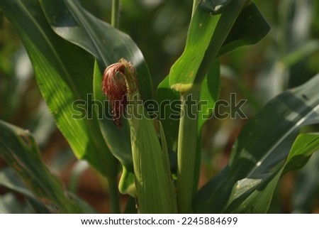 corn silk (Stigmata Maydis) or female flower are ready for pollination