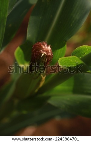corn silk (Stigmata Maydis) or female flower are ready for pollination