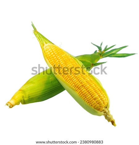 Corn with skin or without skin isolated on white background. A collection of corn, yellow,Peeled corn on the cob on a white background. Corn on the cob kernels peeled.Sweet boiled  cob isolated