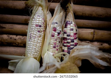 Corn, small, full cobs, sweet and delicious, high in fiber, purple and white in color.