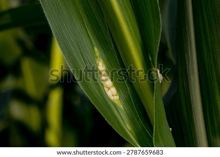 Corn smut blisters on leaf of cornstalk. Farming, agriculture and plant disease identification concept.