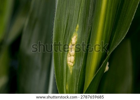 Corn smut blisters on leaf of cornstalk. Farming, agriculture and plant disease identification concept.