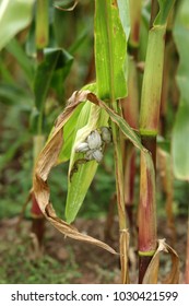 Corn Smut Plant Disease Stock Photo 1030421599 | Shutterstock