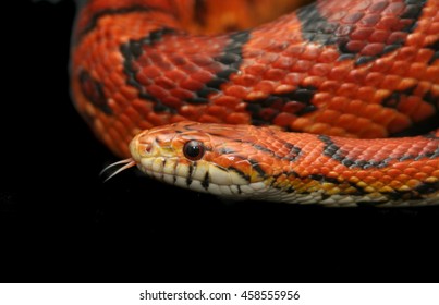 Corn Snake