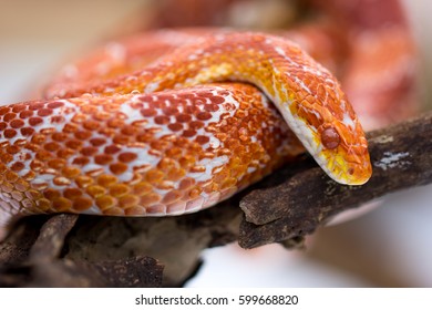 Corn Snake