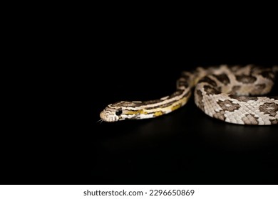 Corn Snake (Anerythristic) isolated on black background.
