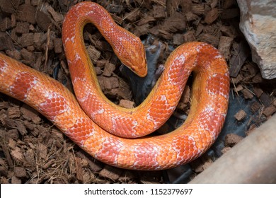 A corn snake devours a mouse.