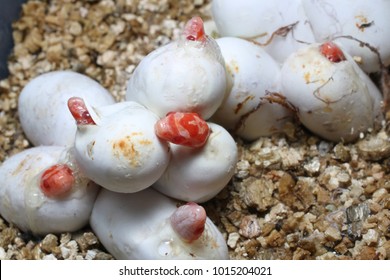 Corn Snake Eggs Hatching (Pantherophis Guttatus) Morph Coral Snow