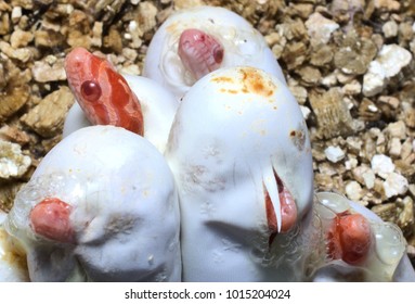 Corn Snake Eggs Hatching (Pantherophis Guttatus) Morph Coral Snow