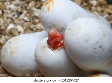 Corn Snake Eggs Hatching (Pantherophis Guttatus) Morph Coral Snow