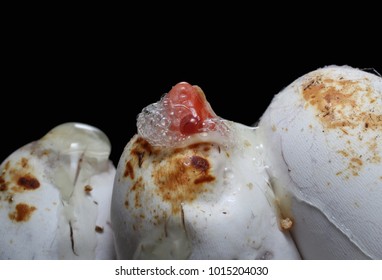 Corn Snake Eggs Hatching (Pantherophis Guttatus) Morph Coral Snow