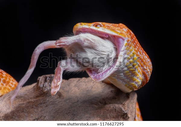 corn snake feed