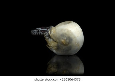 Corn snake hatching from an egg in captivity reflected on a black background