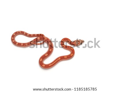 Corn snake isolated on white background