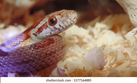 Little Corn Snake