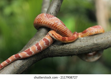Corn snake is a North American species of rat snake.