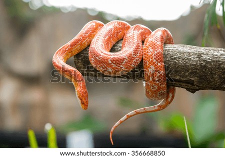 Corn snake on a branch