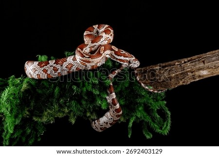 Corn snake on a tree branch	