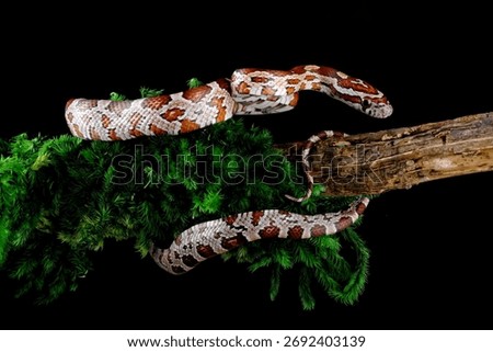 Corn snake on a tree branch	