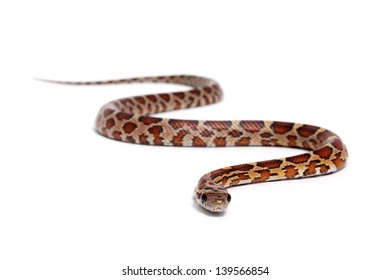 Corn Snake On A White Background