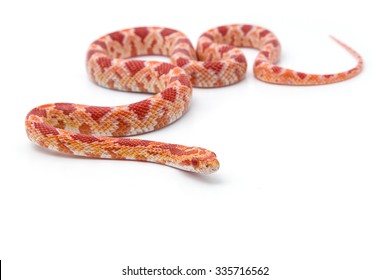 Corn Snake On A White Background