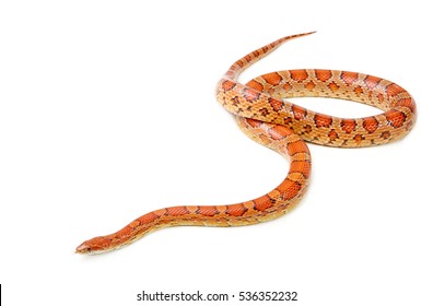 Corn snake on the white background (Elaphe guttata)
