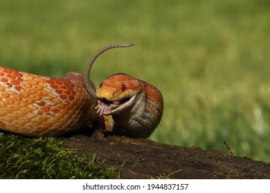 A Corn snake (Pantherophis guttatus or Elaphe guttata) after hunt eating a mouse. A red, orange and yellow Corn snake on the wood with a green moss and green background. 