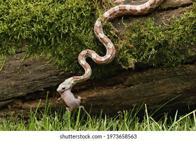 A Corn snake (Pantherophis guttatus or Elaphe guttata) after hunt eating a mouse. A grey and. brown Corn snake on the wood with a green moss and green background. 