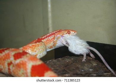 Corn Snake Pantherophis Guttatus Terrarium Eating Stock Photo 711385123 ...