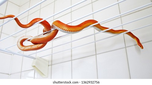 Corn Snake Tangled In Washing Line