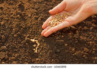 Corn Sowing By Hand In Home Garden