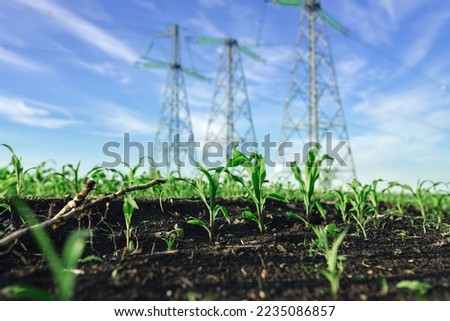 Corn sprout field with high voltage power line on background, electrification rural countryside