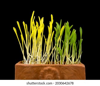 Corn sprouts in a clay container, green sprouts exposed to light, Yellow sprouts grown in darkness (yellow color is due to chlorophyll deficiency)