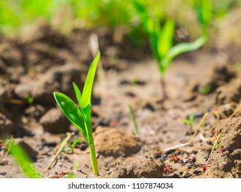 corn sprouts field