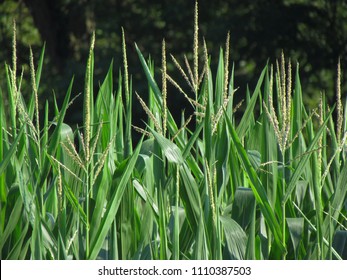 2,868 Corn tassels Images, Stock Photos & Vectors | Shutterstock