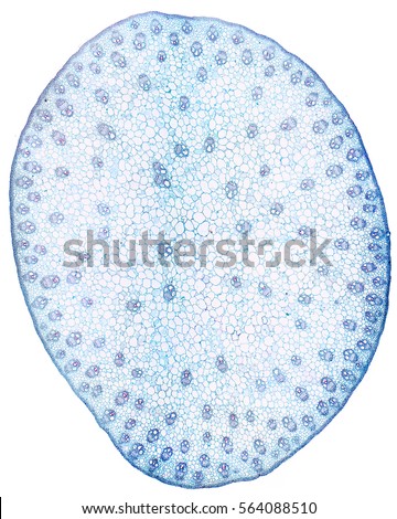 Corn stem section under the microscope