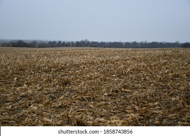 Corn Stubble In A Harvested Corn Field