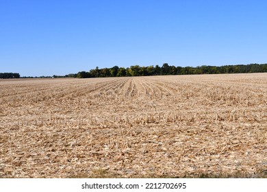 Corn Stubble In A Harvested Corn Field