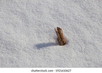 Corn Stubble In A Snow Covered Field In Winter