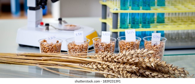 genetic corn experiment