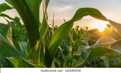 Corn And Sun Close Up