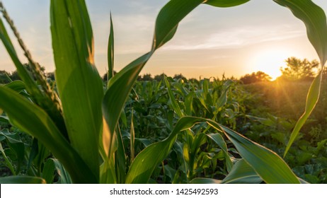 Corn And Sun Close Up