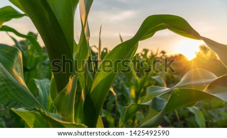 corn and sun close up