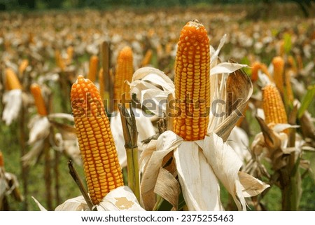 Corn is a tall annual cereal grass (Zea mays) that is widely grown for its large elongated ears of starchy seeds. Maize (Zea mays, mahiz), also known as corn, is a cereal grain. Industry, industrial.