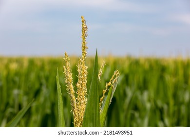 Corn tassel on cornstalk during summer growing season. Farming, agriculture, and ethanol concept.