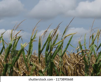 Corn Tassles And Clouds.