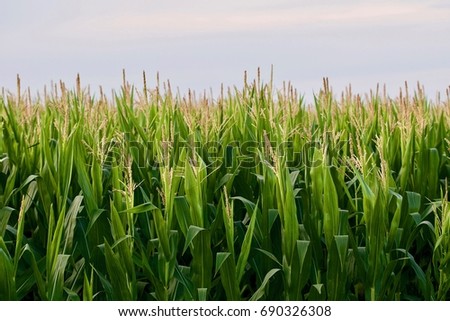 Corn Tassles Reach for the Sky