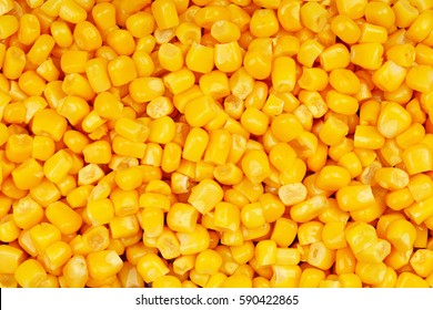 Текстура кукурузы. Желтые мозоли в качестве фона. 

