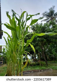 Corn Tree In Front Of The House