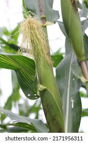 Corn Tree In The Garden